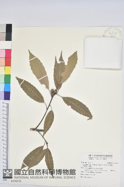 青剛櫟、鐵椆藏品圖，第1張