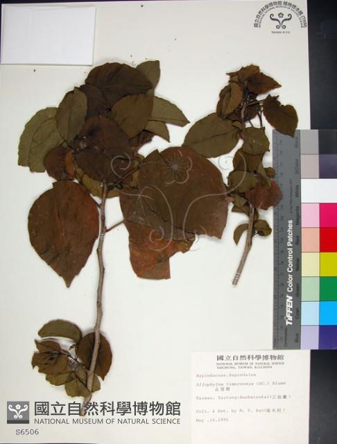 止宮樹藏品圖，第1張