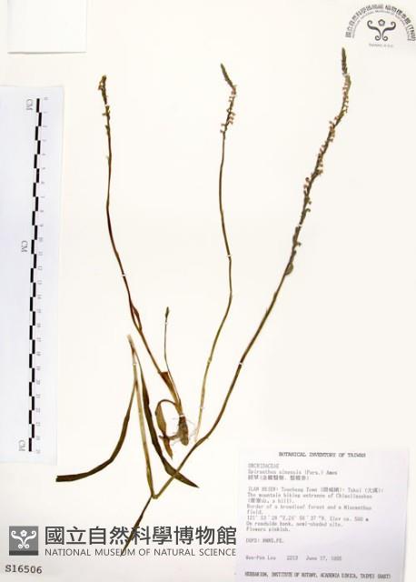 綬草藏品圖，第1張
