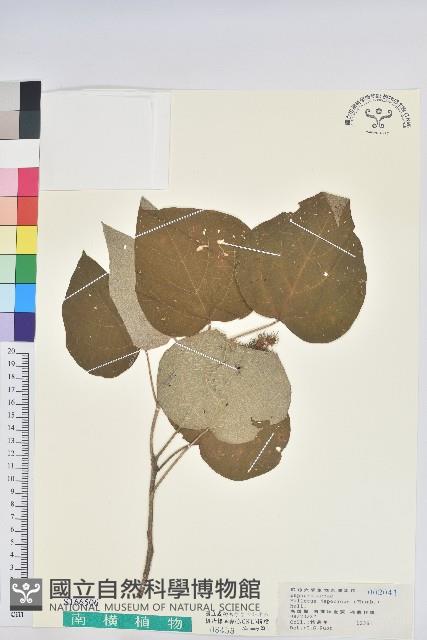 野桐藏品圖，第1張