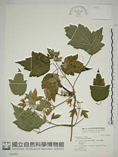 串鼻龍藏品圖，第1張