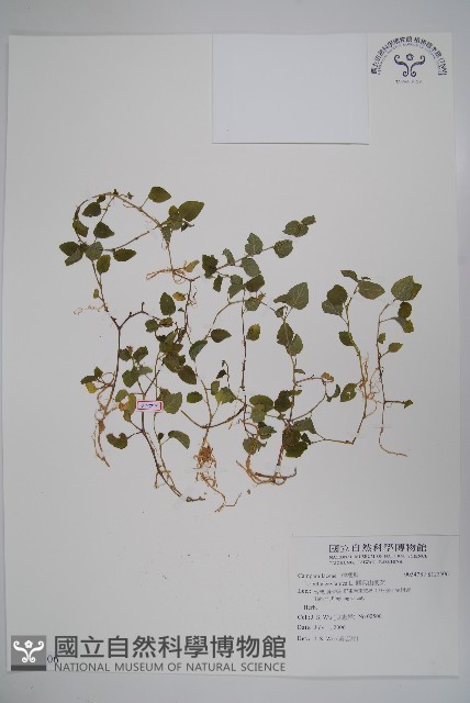 圓葉山梗菜藏品圖，第1張