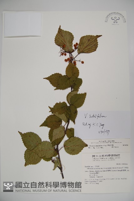 樺葉莢迷、玉山莢迷藏品圖，第1張