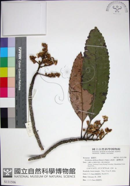 山枇杷、臺灣枇杷藏品圖，第1張