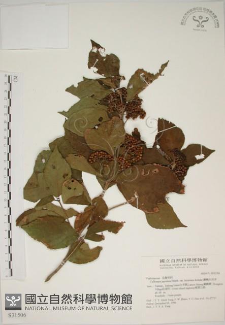 朝鮮紫珠、蘭嶼女兒茶藏品圖，第1張