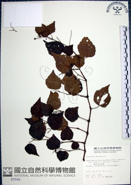 漢氏山葡萄藏品圖，第1張