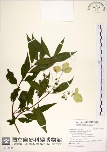 華八仙藏品圖，第1張