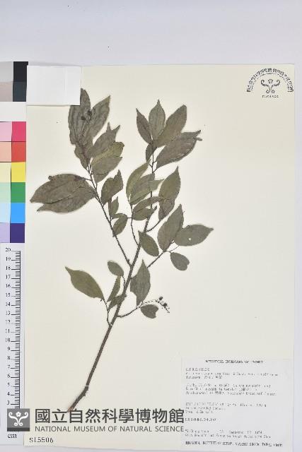 密花五月茶藏品圖，第1張