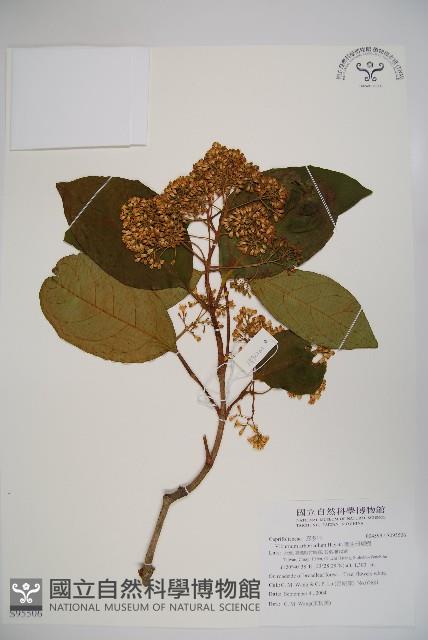 著生珊瑚樹藏品圖，第1張