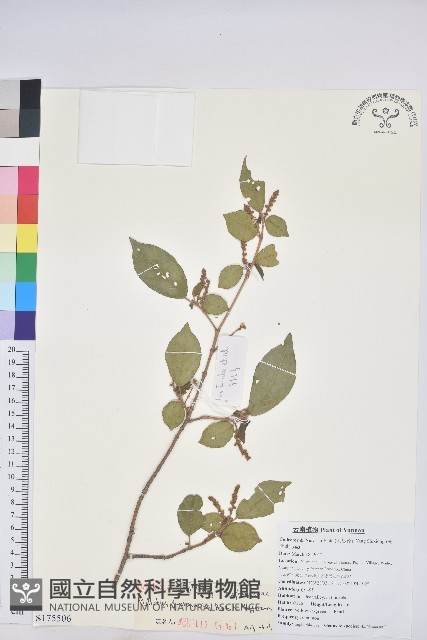 登錄號:S175506藏品圖，第1張