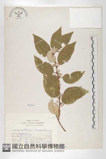 鄧氏胡頹子藏品圖，第1張