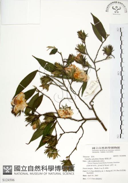 柳葉山茶藏品圖，第1張