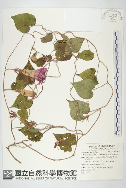 銳葉牽牛藏品圖，第1張