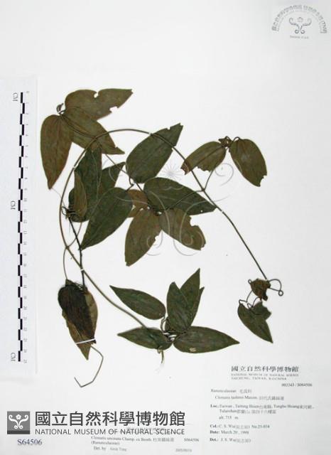 麥氏鐵線蓮藏品圖，第1張