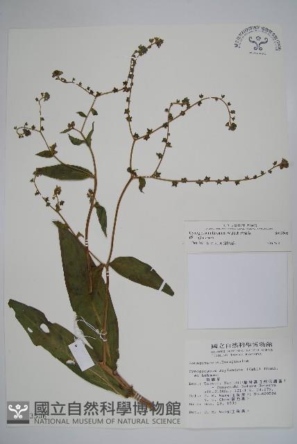 琉璃草藏品圖，第1張