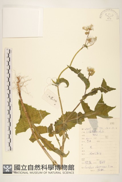 苦滇菜、苦菜藏品圖，第1張