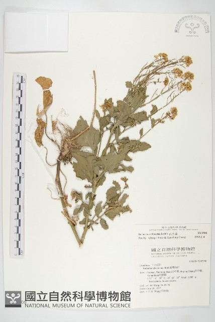 山芥菜藏品圖，第1張