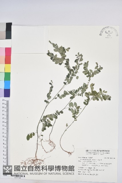 五蕊油柑藏品圖，第1張