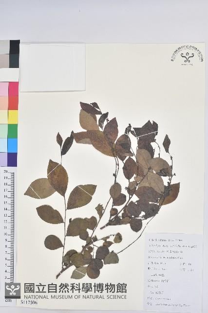 紅毛饅頭果藏品圖，第1張