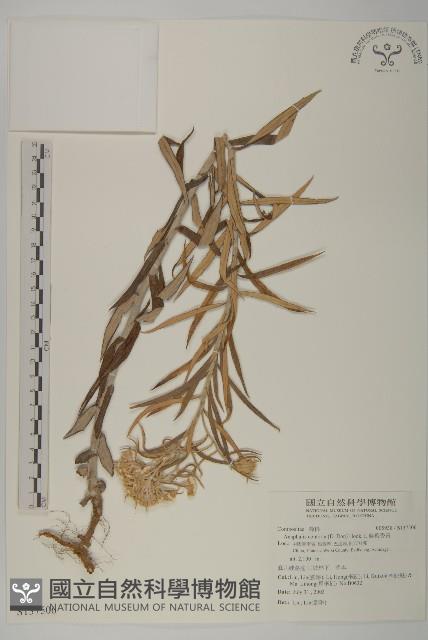 旋葉香青藏品圖，第1張