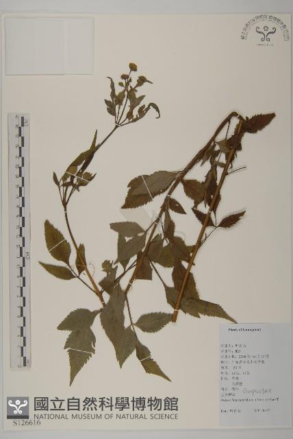 鬼針舅藏品圖，第1張