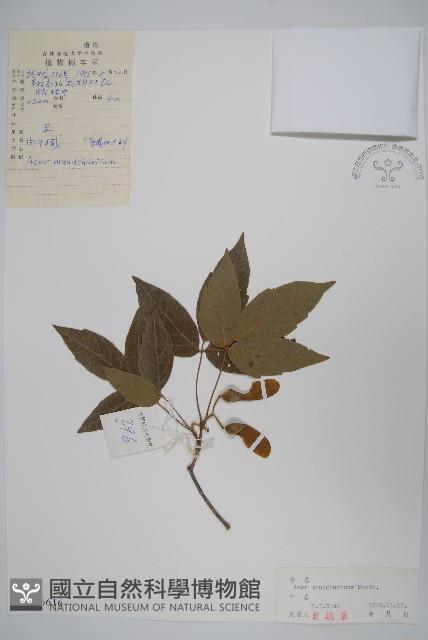 白牛槭藏品圖，第1張