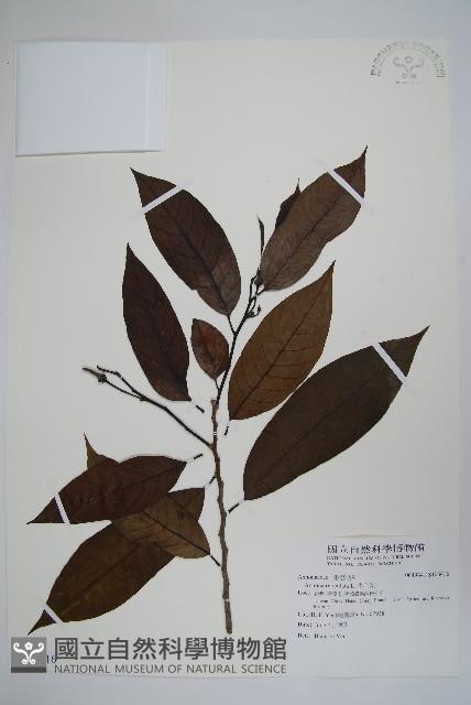 牛心梨藏品圖，第1張