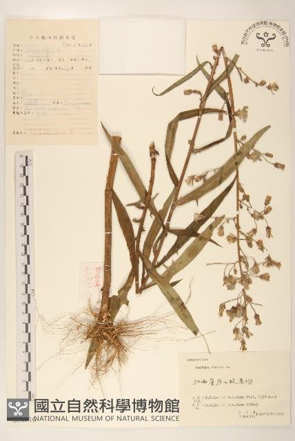 鵝仔草藏品圖，第1張