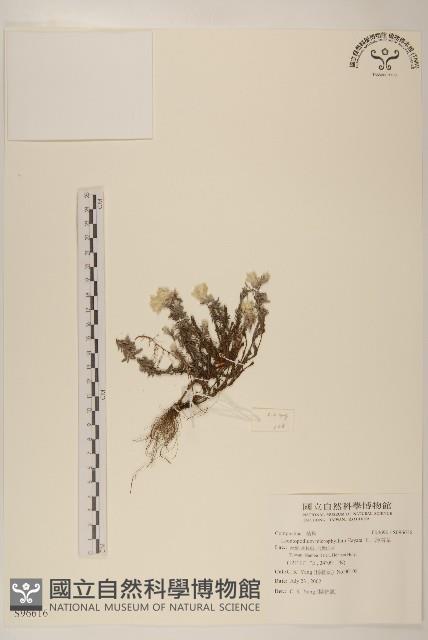 玉山薄雪草藏品圖，第1張