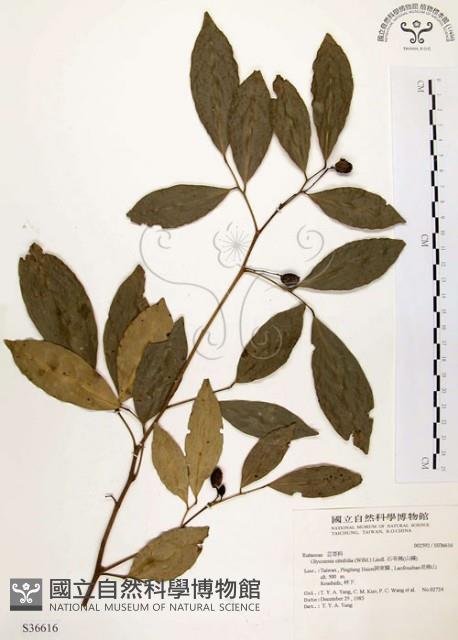 石苓舅藏品圖，第1張