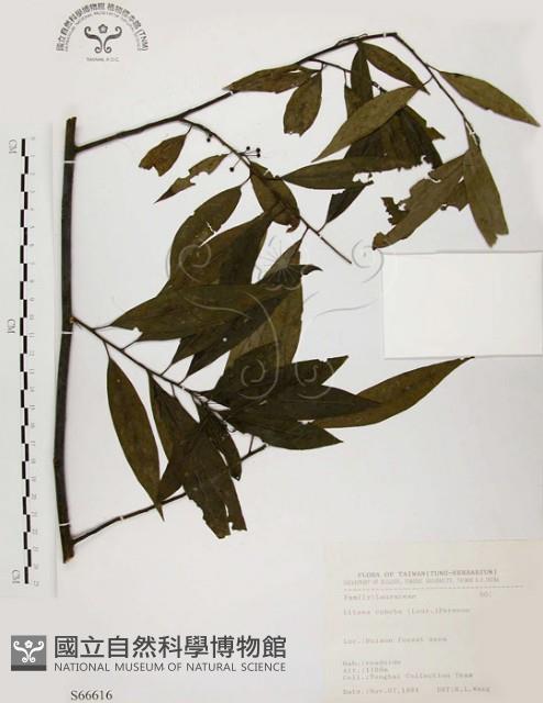 山胡椒藏品圖，第1張