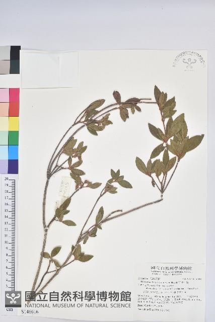 紅毛杜鵑藏品圖，第1張