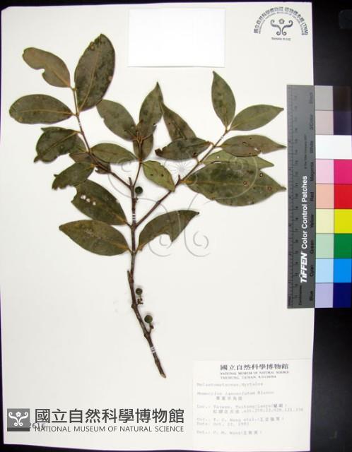 革葉羊角扭、細脈榖木藏品圖，第1張