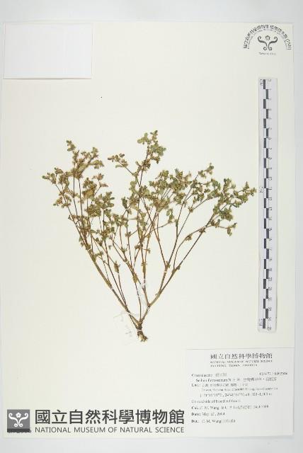 台灣佛甲草、石板菜藏品圖，第1張