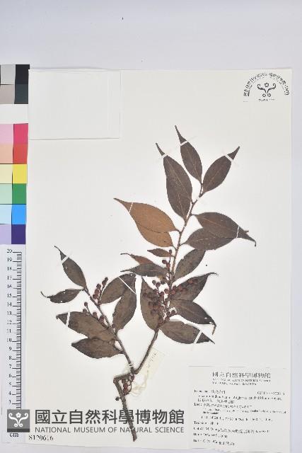 珍珠花、長尾葉越橘藏品圖，第1張