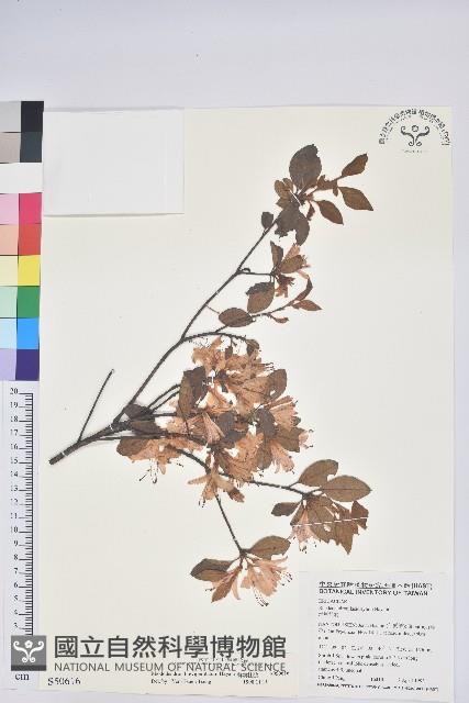 南澳杜鵑藏品圖，第1張