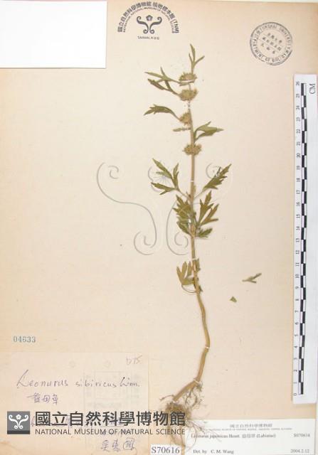 益母草藏品圖，第1張