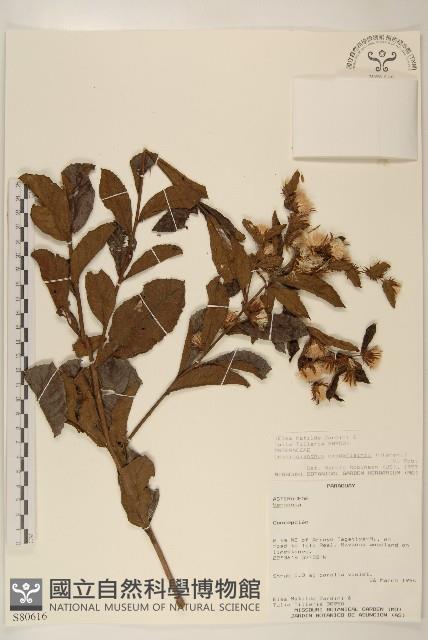 登錄號:S080616藏品圖，第1張