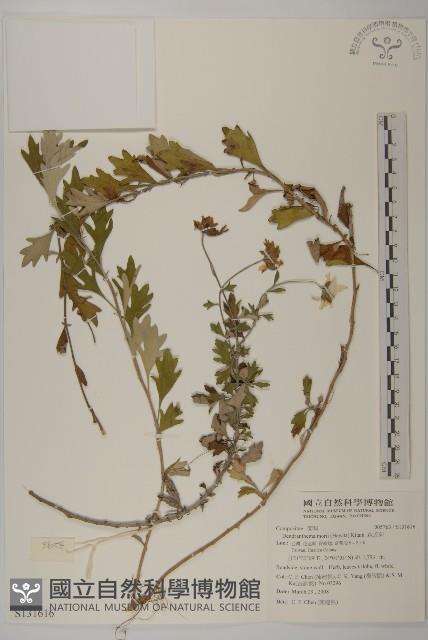 森氏菊藏品圖，第1張