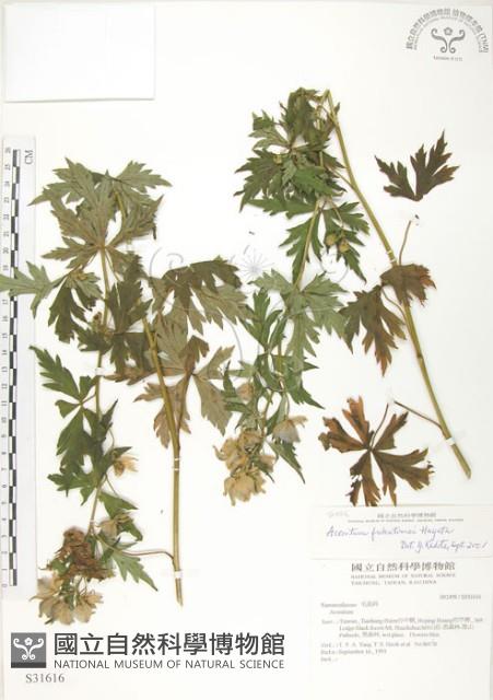 臺灣烏頭藏品圖，第1張