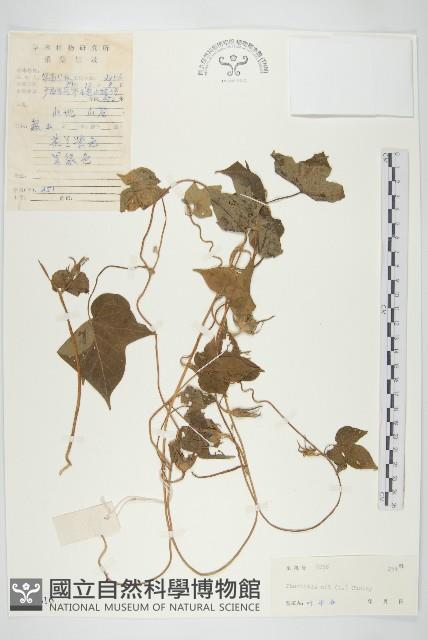 裂葉牽牛藏品圖，第1張