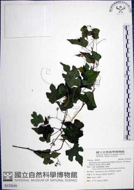 漢氏山葡萄藏品圖，第1張