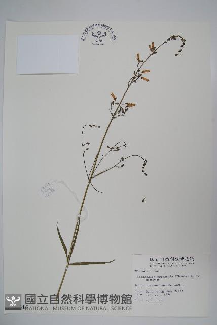 輪葉沙參藏品圖，第1張