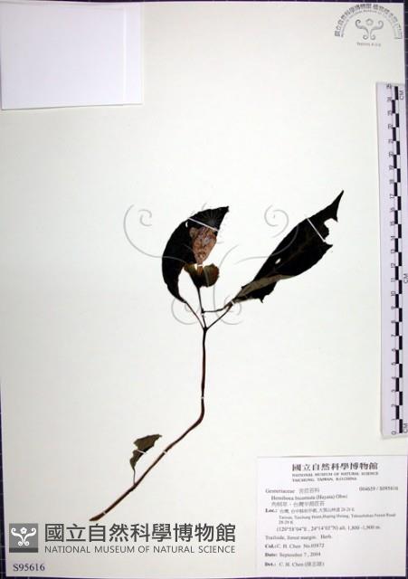 角桐草、台灣半蒴苣苔藏品圖，第1張