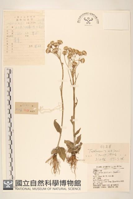 狗舌草藏品圖，第1張