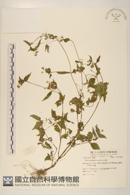 小米菊藏品圖，第1張