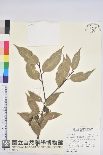 元江栲藏品圖，第1張