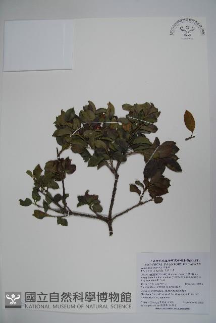 刻脈冬青藏品圖，第1張