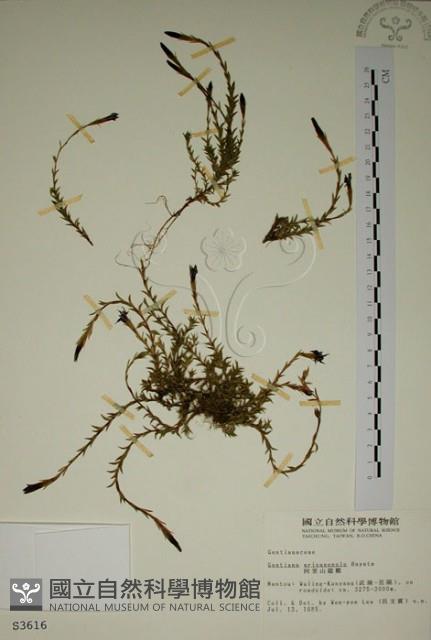 阿里山龍膽藏品圖，第1張