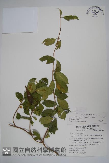 武靴藤藏品圖，第1張